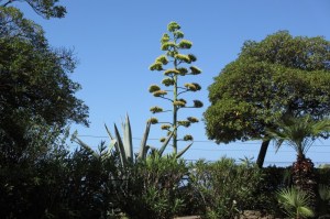 Agave americana (1) (1000 x 666)8